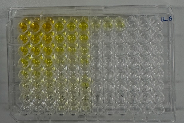 Mouse IL-6 DuoSet ELISA DY406